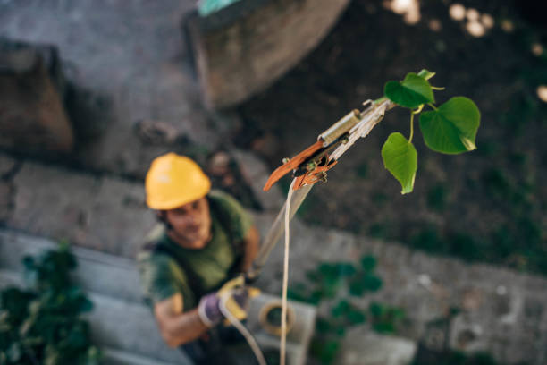 How Our Tree Care Process Works  in Abbotsford, WI